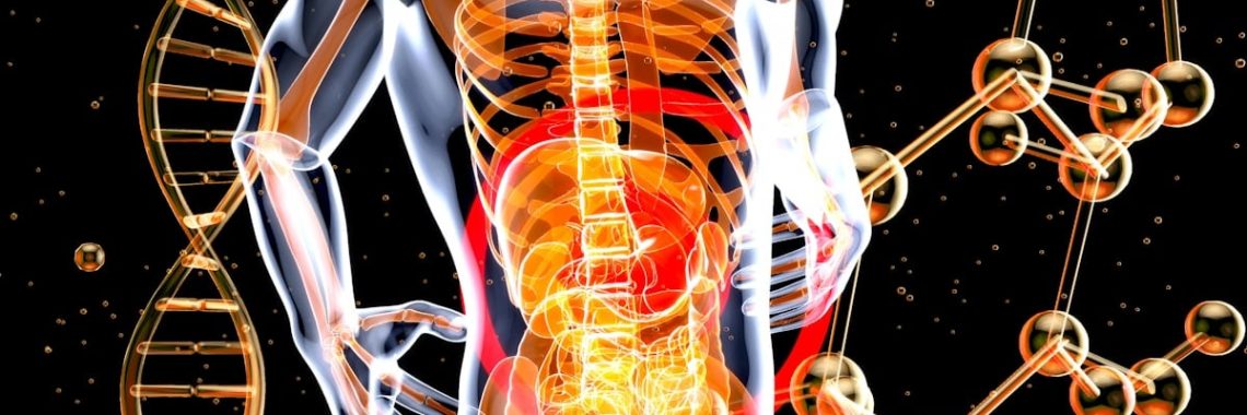 a 3d image of the human body and the structure of the body